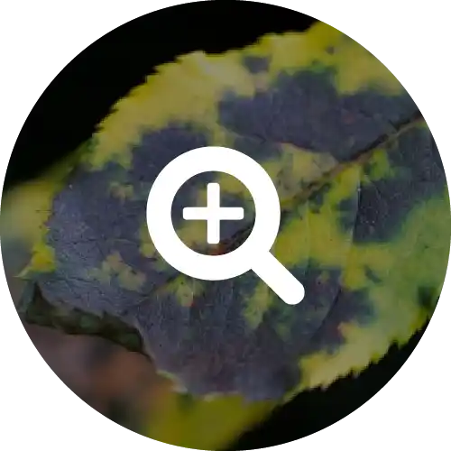 Black Spot