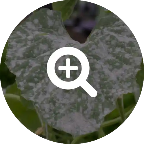 Powdery Mildew