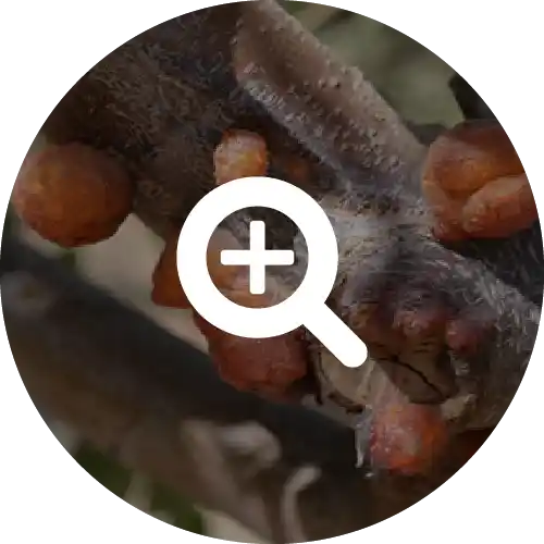 Pruning Wounds