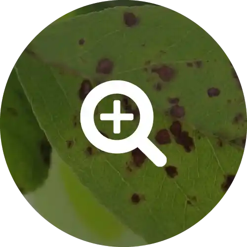 Scab