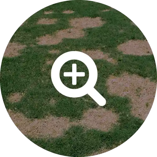 Spring Dead Spot