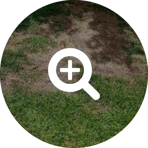 Summer Patch