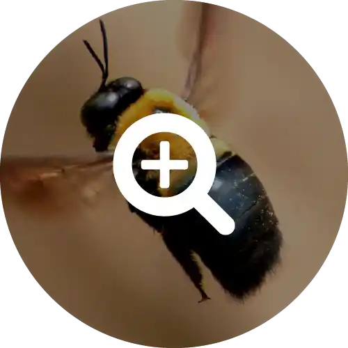 Carpenter Bees