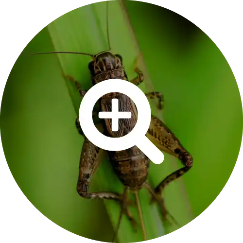 Crickets
