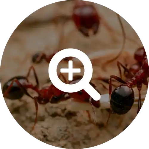 Fire Ants