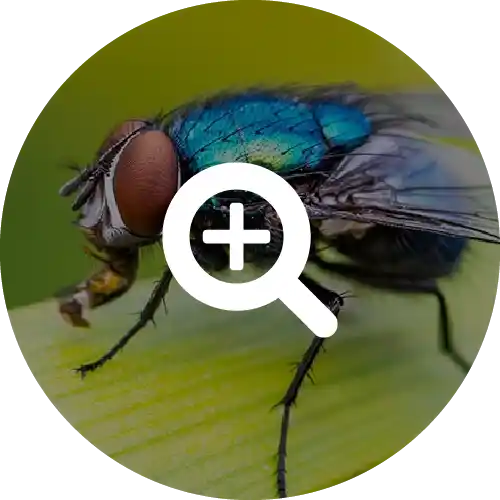 Flies