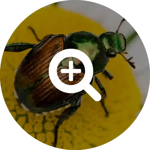 Japanese Beetles