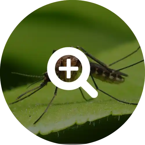Mosquitoes