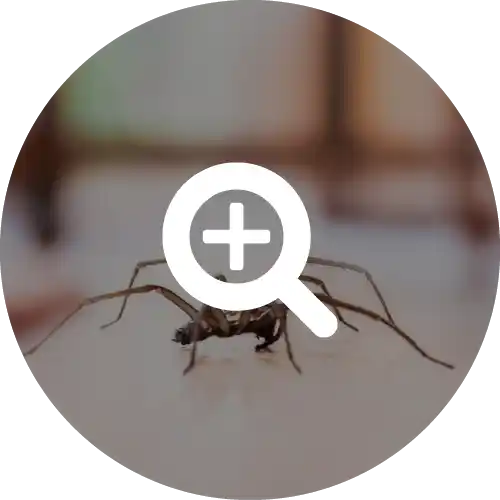 Spiders