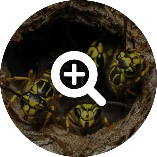 Yellowjackets