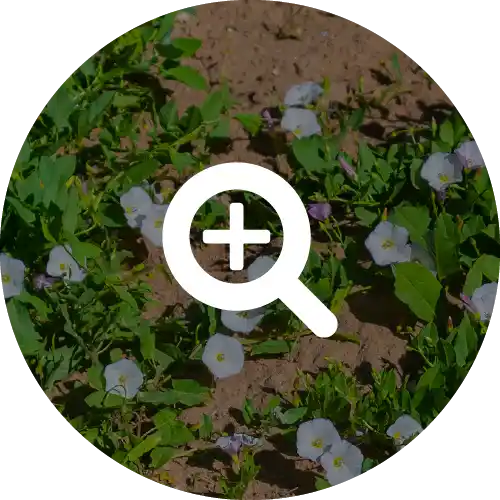 BINDWEED