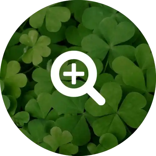 CLOVER