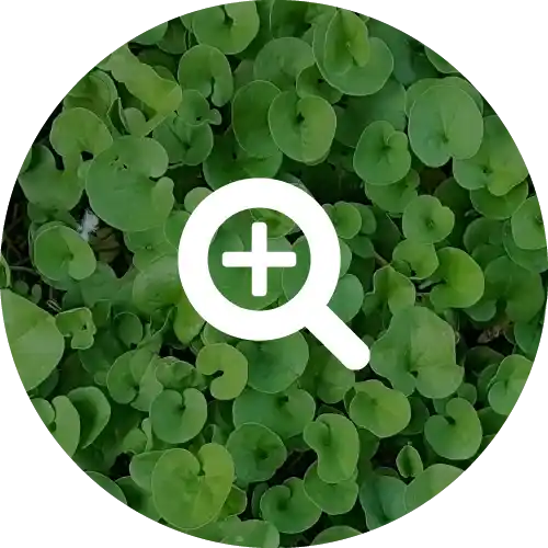 DICHONDRA*
