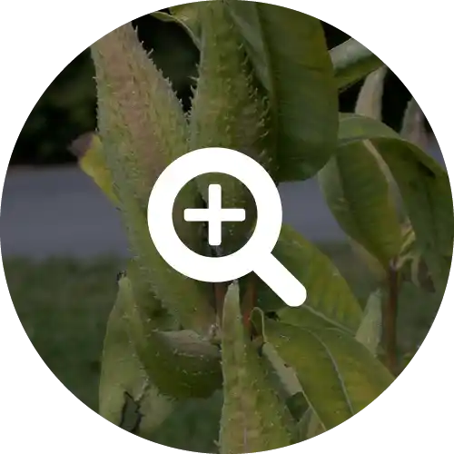 MILKWEED