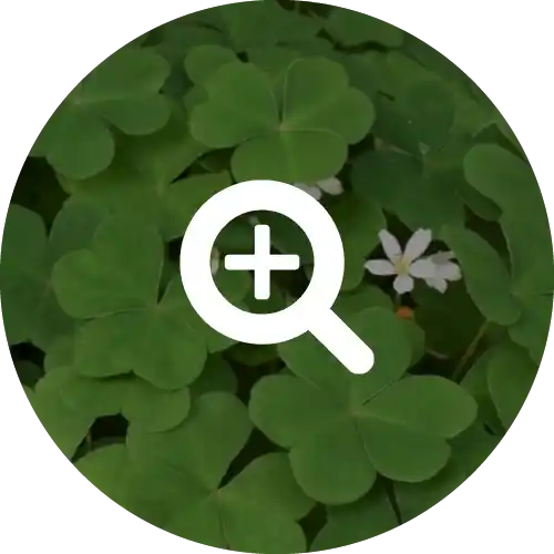 OXALIS