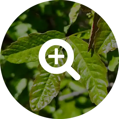POISON OAK