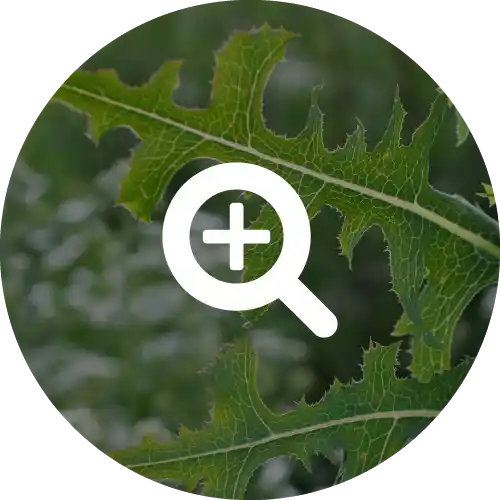 PRICKLY LETTUCE