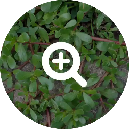 PURSLANE