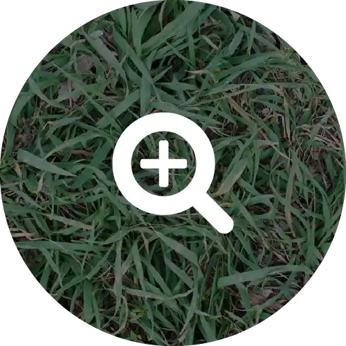 QUACK GRASS