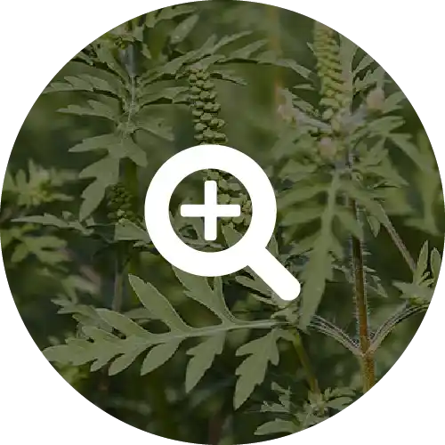 RAGWEED