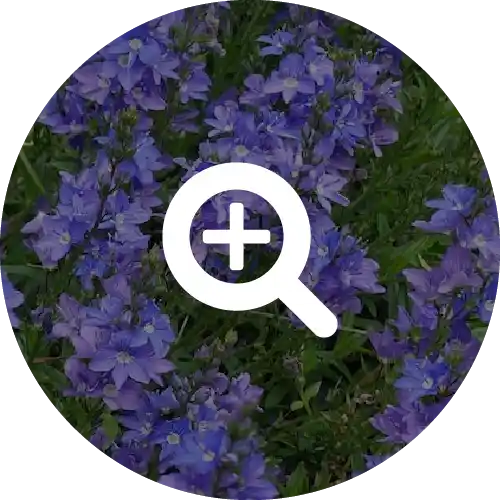 SPEEDWELL*
