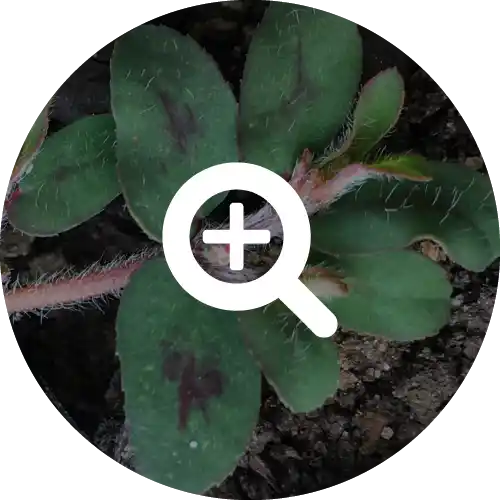 SPURGE