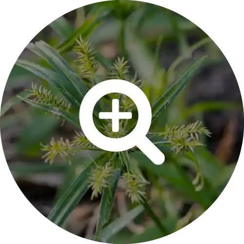 YELLOW NUTSEDGE