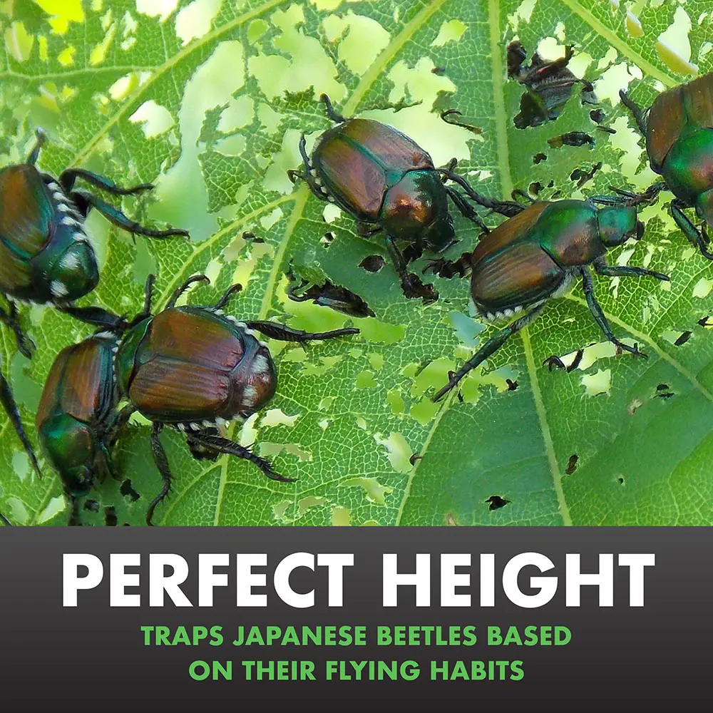 Perfect Height Traps Japanese Beetles Based on Their Flying Habits