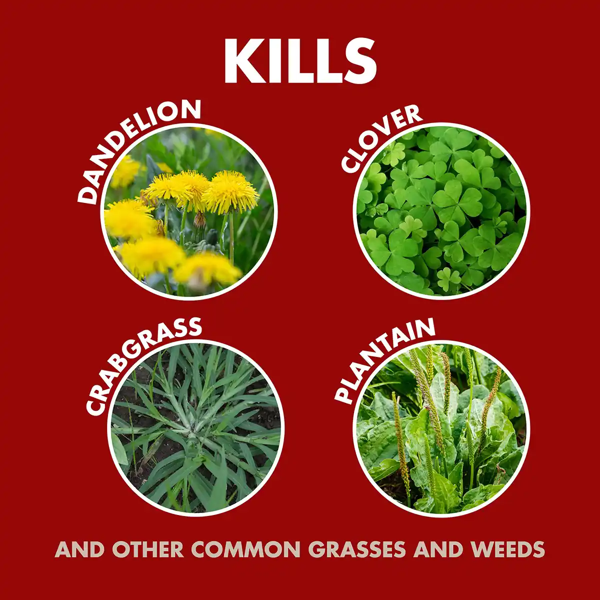 HG-96182 Weed & Grass Foaming Edger, 17 oz - Kills Listed Insects