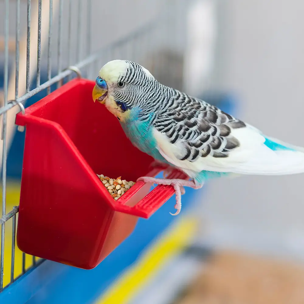 image of bird eating wild harvest daily blend
