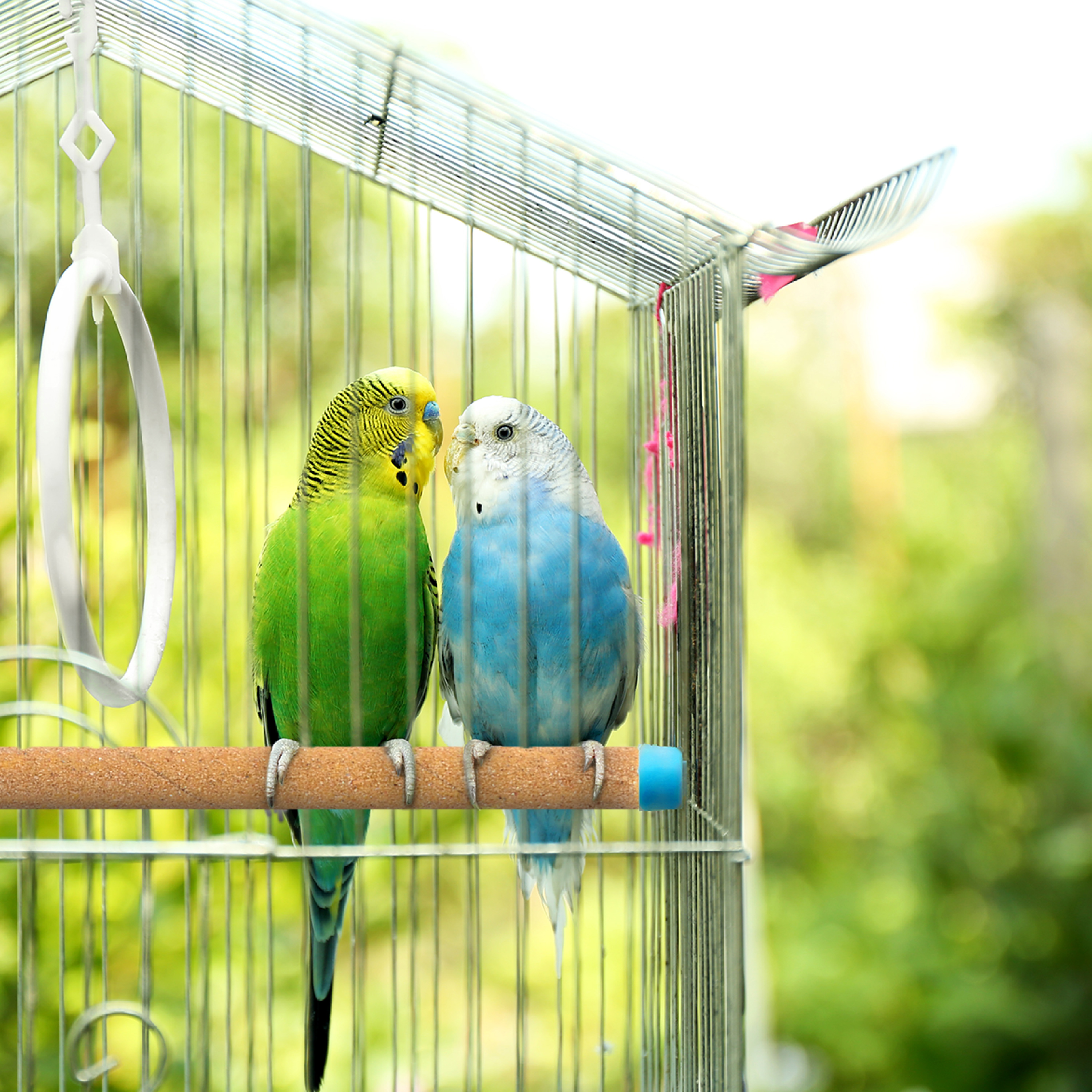 Perch covers for birds clearance