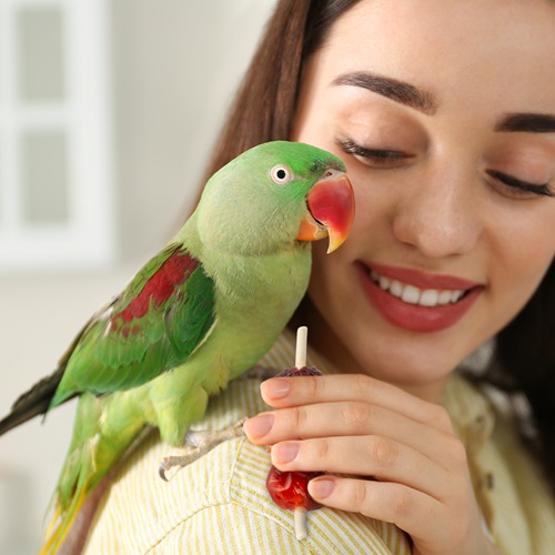 Kabobs for Birds