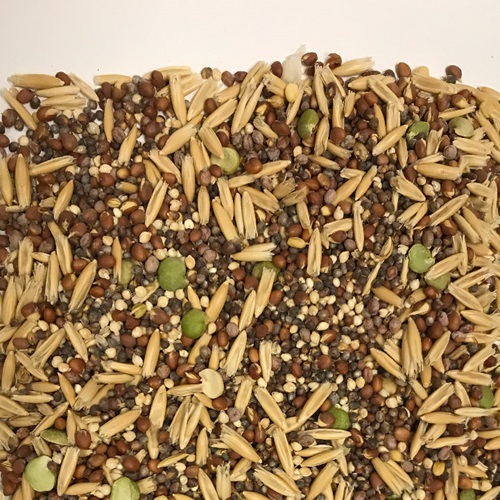 Healthy Benefits Sprout Blend for Small and Medium Birds, 2.5 oz
