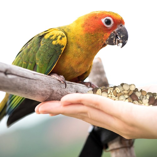 Healthy Benefits Sprout Blend for Large Birds