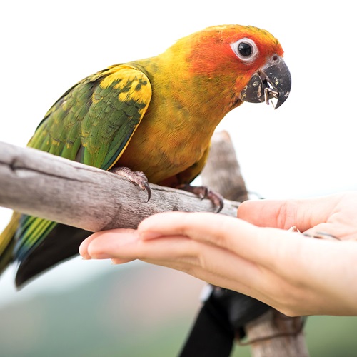 Universal Blend for Medium and Large Birds