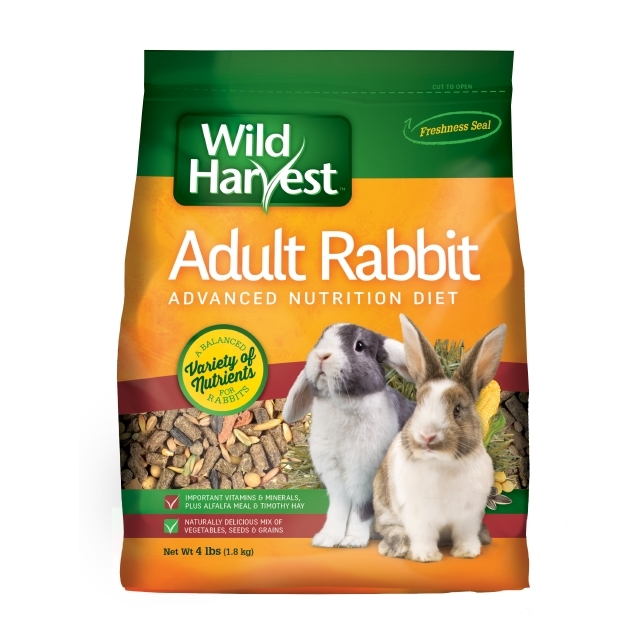 Adult Rabbit